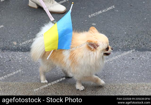 08 May 2022, Bavaria, Munich: The dog of a participant of a rally against the war in Ukraine is decorated with a flag in the Ukrainian colors during a...