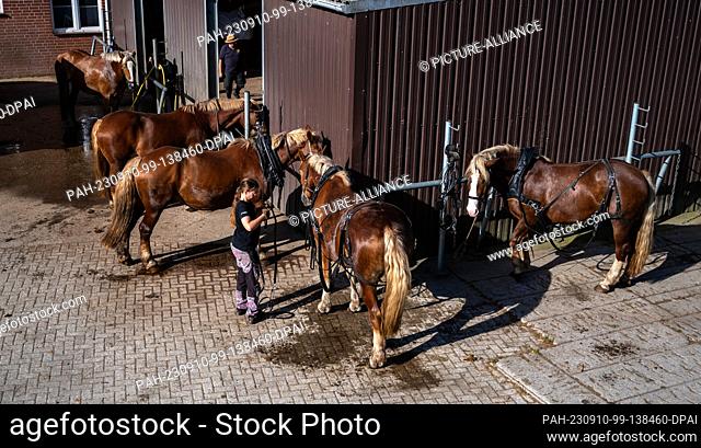 PRODUCTION - 05 September 2023, Lower Saxony, Schneverdingen: An employee of the Meyer carriage company prepares horses for the ride
