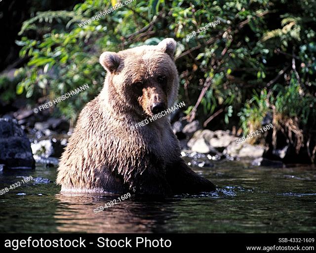 Female brown bear sitting in water of Big River Lakes near the mouth of Wolverine Creek, Redoubt Bay State Critical Habitat Area, Alaska