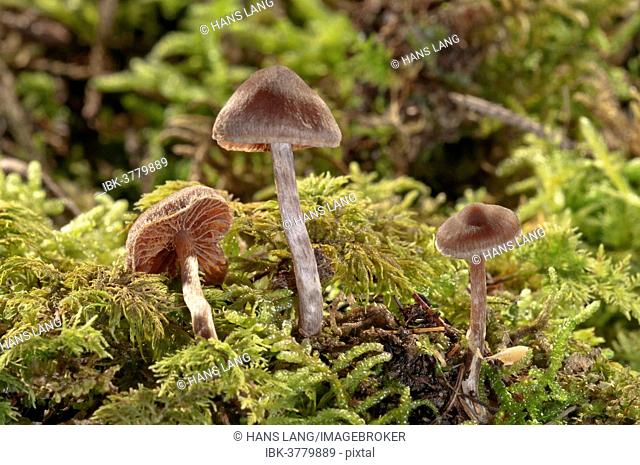 Cortinar or Webcap Mushrooms (Cortinarius subsertipes), Baden-Württemberg, Germany