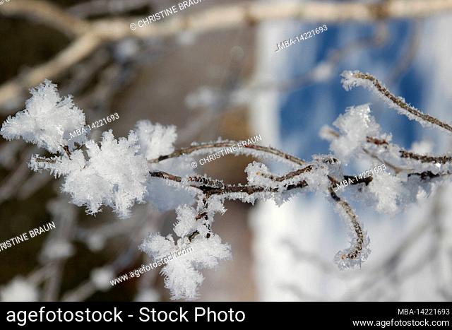 Winter hike between Krün and Wallgau, snow crystals enchant the dreamy winter landscape, Southern Germany, Upper Bavaria, snow, winter, snowy, trees, Germany