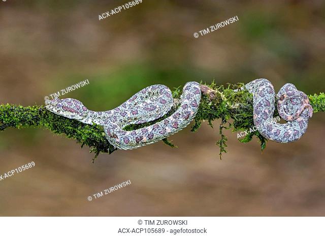 Eyelash pit viper, Bothriechis schlegelii, Costa Rica
