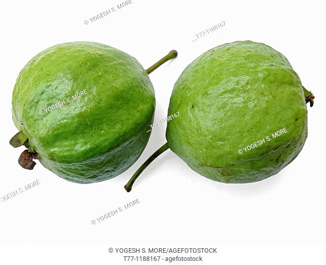 Psidium guajava, Guava