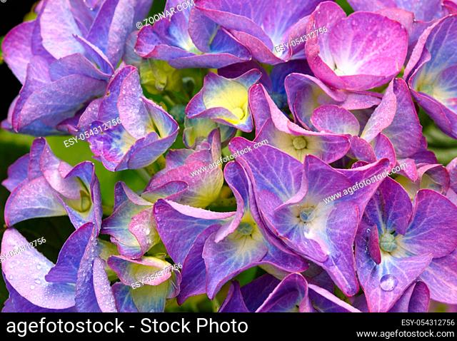 Close up of a group blue and pink hydrangea