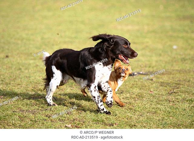 Small Munsterlander and Mixed Breed Dog, Kleiner Münsterländer