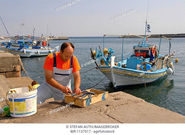 Fisherman gutting fish, harbour with fishing boats, Plomari, Lesbos, Aegean Sea, Greece, Europe