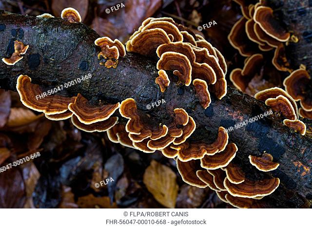 Banded Polypore (Trametes versicolor) fruiting bodies, growing on decaying log in beech woodland, Kent, England, November