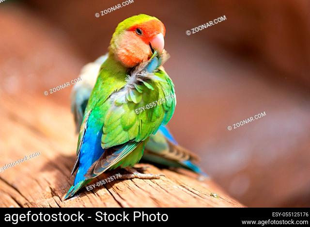 Nyasa lovebird or lilians lovebird, exotic parrot bird, perched on a tree branch