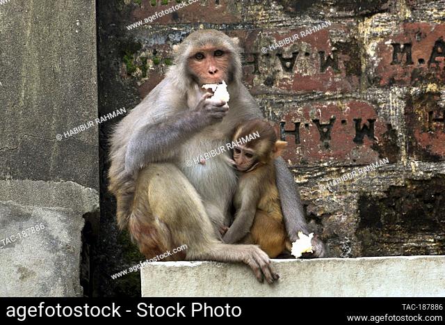 DHAKA, BANGLADESH - AUGUST 12: Japanese macaques are seen on the fences of the houses of Gandaria neighborhood looking for tourist to receive food amid Covid-19...