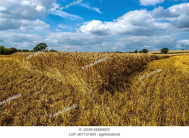 England, Leicestershire, Market Harborough. A summer wheat field at harvest time