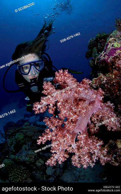 Scuba diver looking at a pink Dendronephthya soft coral on wall, Vaavu Atoll, Maldives