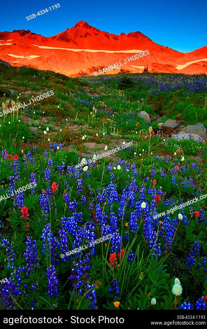 USA, Washington, View of wildflowers and Goat Rocks from Snowgrass Flats in Goat Rocks Wilderness Area
