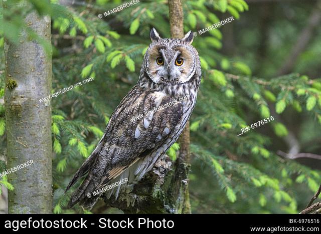 Long-eared owl (Asio otus), Germany, Europe