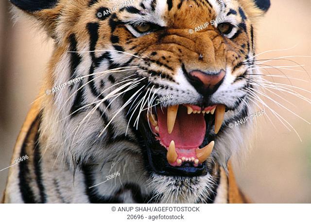 Tiger (Panthera tigris). India
