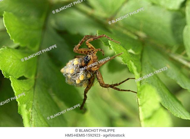 France, Araneae, Lycosidae, Lycose ou Araignée-loup (Pardosa lugubris), femelle portant ses jeunes araignées sur le dos, peu après leur sortie du cocon