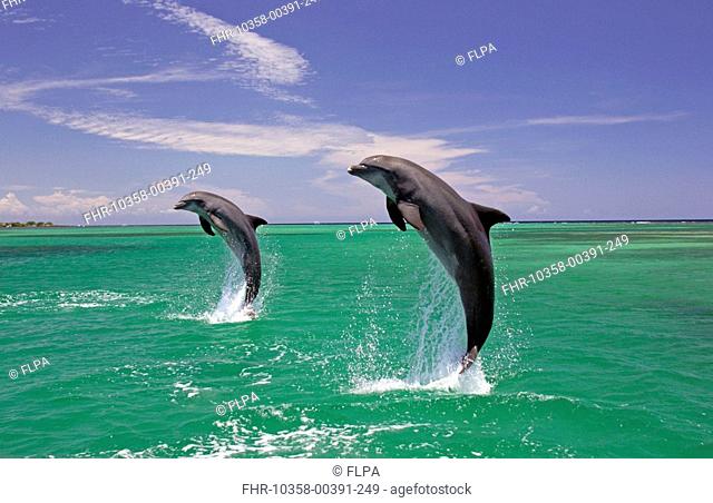 Bottle-nosed Dolphin Tursiops truncatus Adults leaping from water, Roatan, Honduras, Caribbean Sea