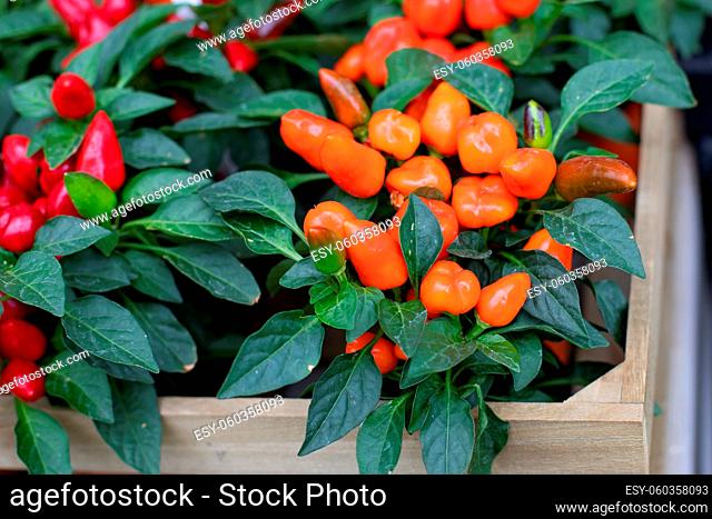 Capsicum annuum in a flower pot close-up. Capsicum orange red fruit. Autumn harvest garden vegetable