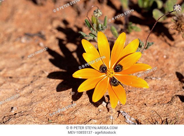 Beetle Daisy - Showing mimic eyes to attract Bee-fly pollinator (Gorteria diffusa). Namaqualand, South Africa