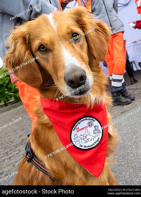 21 May 2022, Mecklenburg-Western Pomerania, Stralsund: The golden retriever Caya of the Johanniter rescue dog squad stands on the Stralsund Blue Light Mile