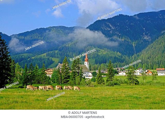 Place and church St. Ulrich in the Pillersee, grazing cows, Pillerseetal, Tyrol, Austria