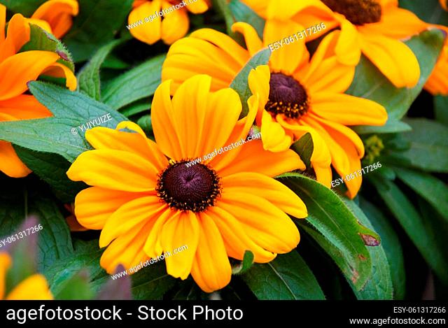 Yellow black-eyed Susans, Rudbeckia hirta, flowering in a summer garden. potted plant