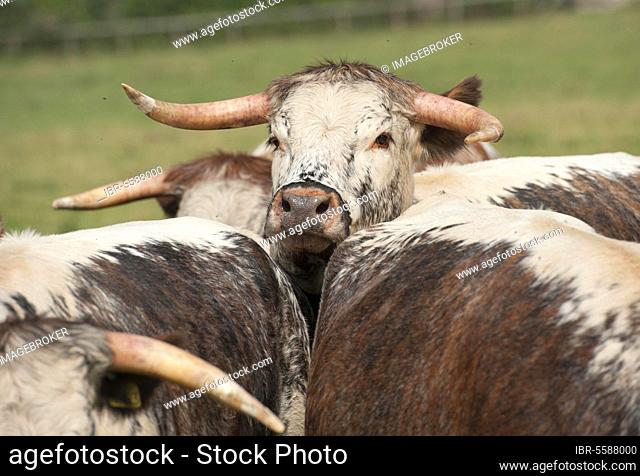 Domestic Cattle, Longhorn beef herd, standing in pasture, Baschurch, Shropshire, England, United Kingdom, Europe