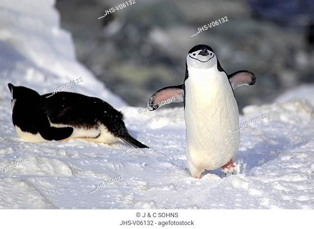 Chinstrap Penguin, (Pygoscelis antarctica), Antarctica, Brown Bluff, adult walking in snow spreads wings