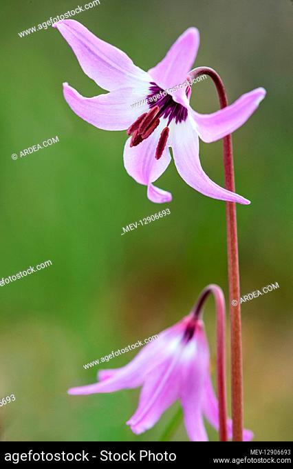 Henderson's fawn lily (Erythronium hendersonii). Native to southwestern Oregon, and northern California in early spring