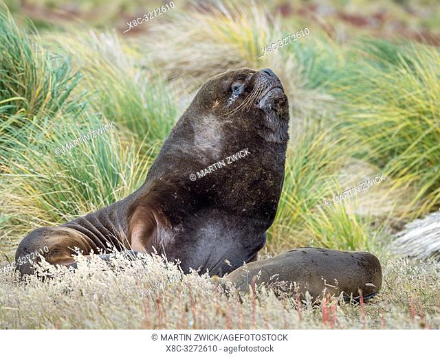 Bull and female in tussock belt. South American sea lion (Otaria flavescens, formerly Otaria byronia), also called the Southern Sea Lion or Patagonian sea lion