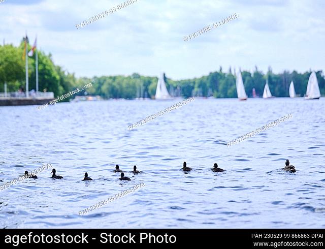 29 May 2023, Berlin: A family of ducks swims on Lake Tegel while sailboats are on the water. The beautiful weather on Whit Monday attracts many people to the...