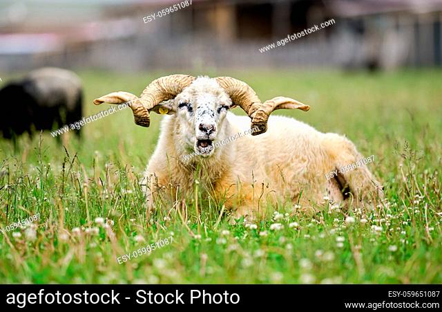 Sheep with twisted horns, Traditional Slovak breed - Original Valaska resting in spring meadow grass, eyes half closed, mouth open