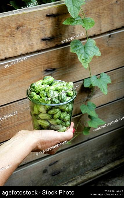 Hand of woman holding jar of freshly picked¶ÿcucamelons¶ÿ(Melothria¶ÿscabra)