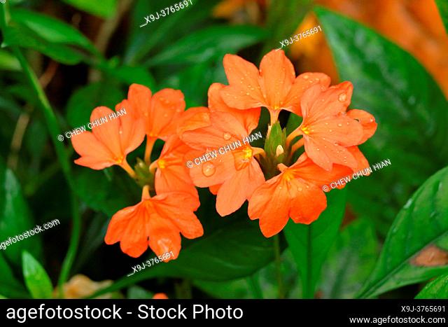 Gardening flowering plant Crossandra infundibuliformis, asia