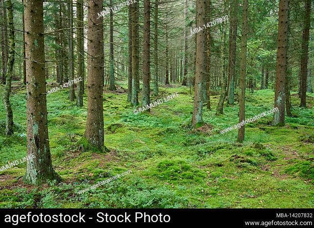 Coniferous forest, spruce, fir, summer, Halleberg, Vargön, Västra Götalands län, Vastra Gotaland, Sweden