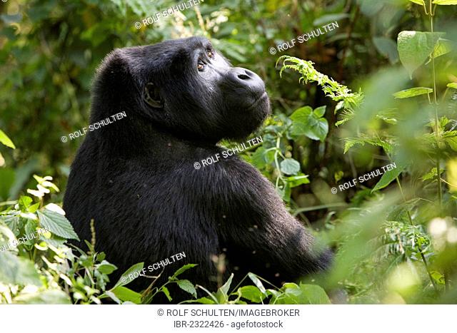 Habituated group of mountain gorillas (Gorilla beringei beringei), Bwindi Impenetrable Forest National Park, being studied by scientists from the Max Planck...