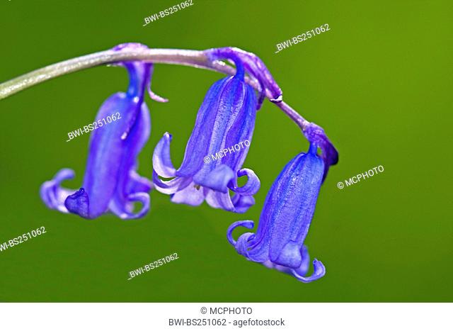 Atlantic bluebell Hyacinthoides non-scripta, Endymion non-scriptus, Scilla non-scripta, flowers, Germany