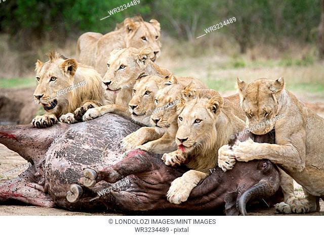 A pride of lions, Panthera leo, lie over a buffalo carcass, Syncerus caffer, looking away, biting muzzle of bloated buffalo, blood on mouth