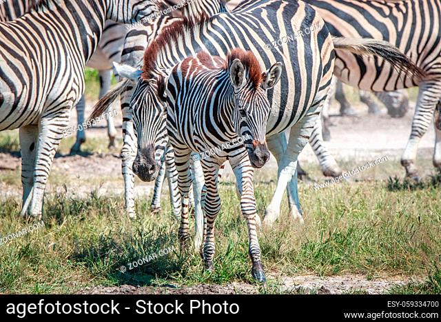 Young Zebra standing in the grass in the Chobe National Park, Botswana