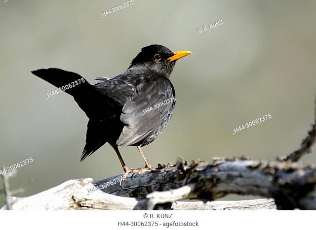 Common Blackbird, Turdus merula, Turdidae, male, adult, bird, animal, Brentjong, Leuk, Canton of Valais, Switzerland