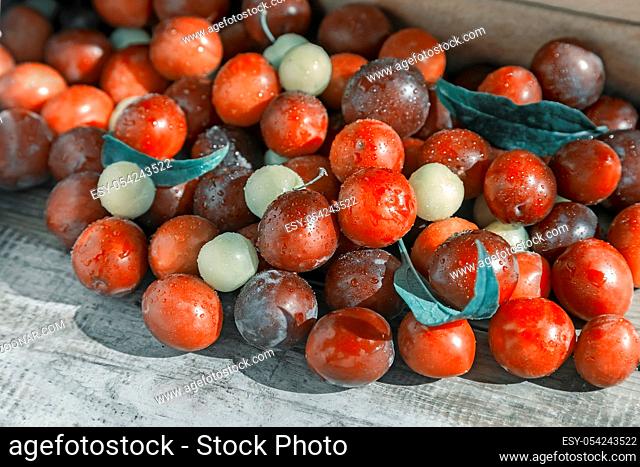 On the wooden surface of the table a lot of ripe red and yellow plums. Presented in close-up