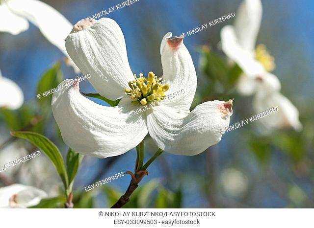 Springtime flowering dogwood (Cornus florida Springtime)