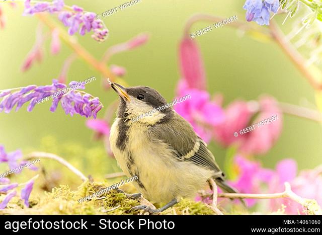 profile and close up of great tit between flowers