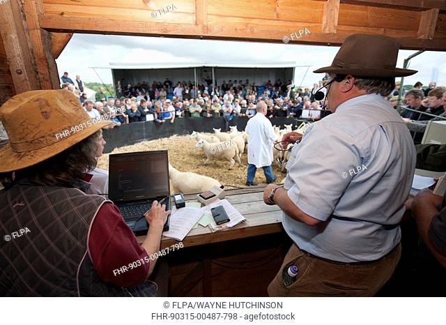 Sheep farming, auctioneer selling breeding ewes in auction ring at sale, Thame Sheep Fair, Oxfordshire, England, August