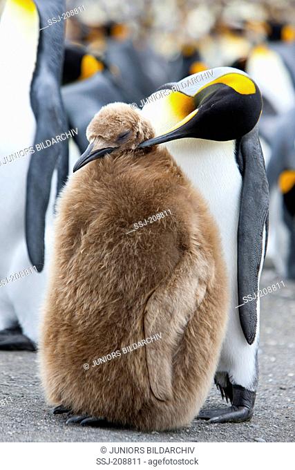 King Penguin (Aptenodytes patagonicus). Parent bird preening chick at breeding colony. Falkland Islands. No exclusive sales !