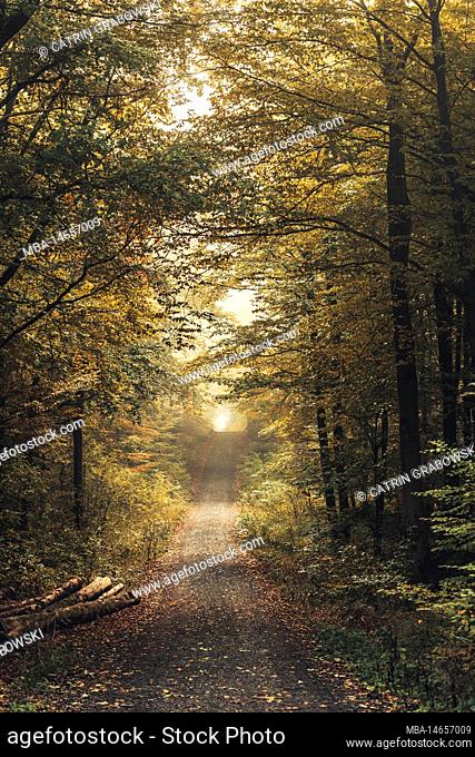 Long forest path in Habichtswald near Kassel, autumn leafy trees and logs along the way