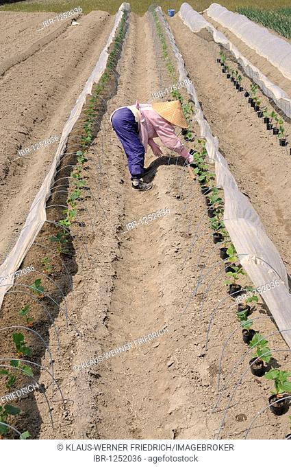Farmwoman planting cucumbers, intensive agriculture under plastic sheeting, Iwakura, Japan, East Asia, Asia