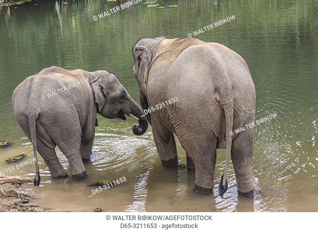 Laos, Sainyabuli, Asian elephants, elephas maximus, elephant calf bathing with mature elephant