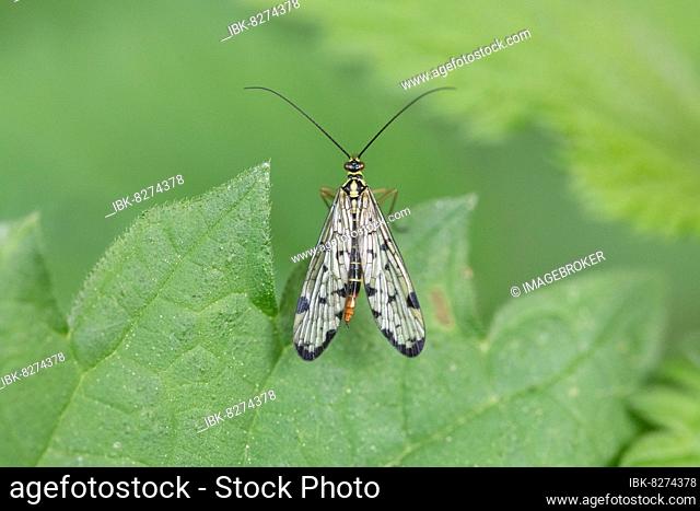 Gemeine Skorpionsfliege (Panorpa communis), sitzt auf Blatt, Nordrhein-Westfalen, Deutschland