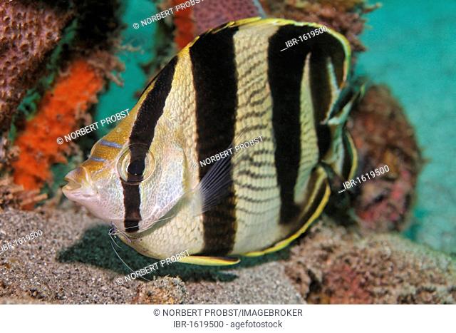 Banded Butterflyfish (Chaetodon striatus), in cleaning station with Pedeson Cleaner Shrimp (Periclimenes pedersoni), Saint Lucia, St