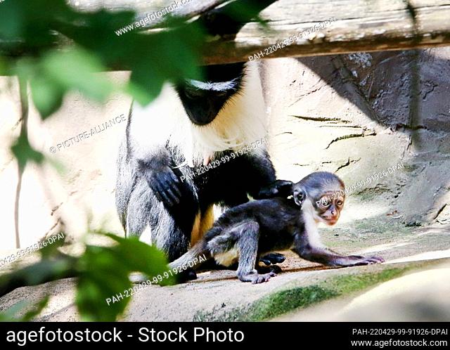 28 April 2022, North Rhine-Westphalia, Duisburg: Watched by mother guenon Manou, the baby Roloway guenon, just seven days old